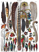 Feathers and Plumes Puzzle
