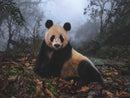 Giant Panda Puzzle
