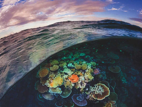 Great Barrier Reef Puzzle