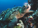 Green Sea Turtle Puzzle