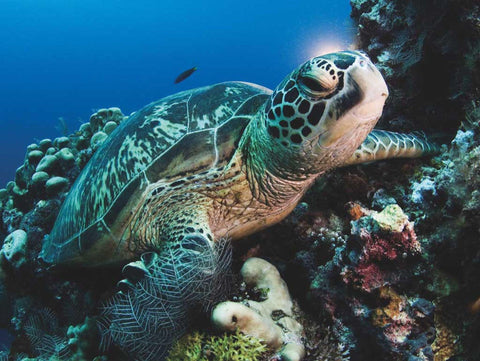 Green Sea Turtle Puzzle