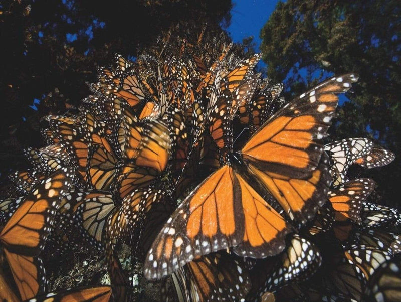 Monarch Butterflies Puzzle