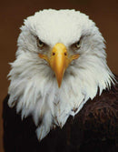 National Geographic Pocket Puzzle