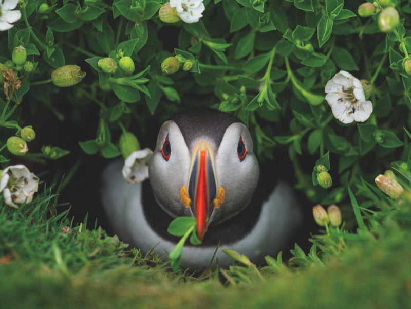Puffin Chick Puzzle