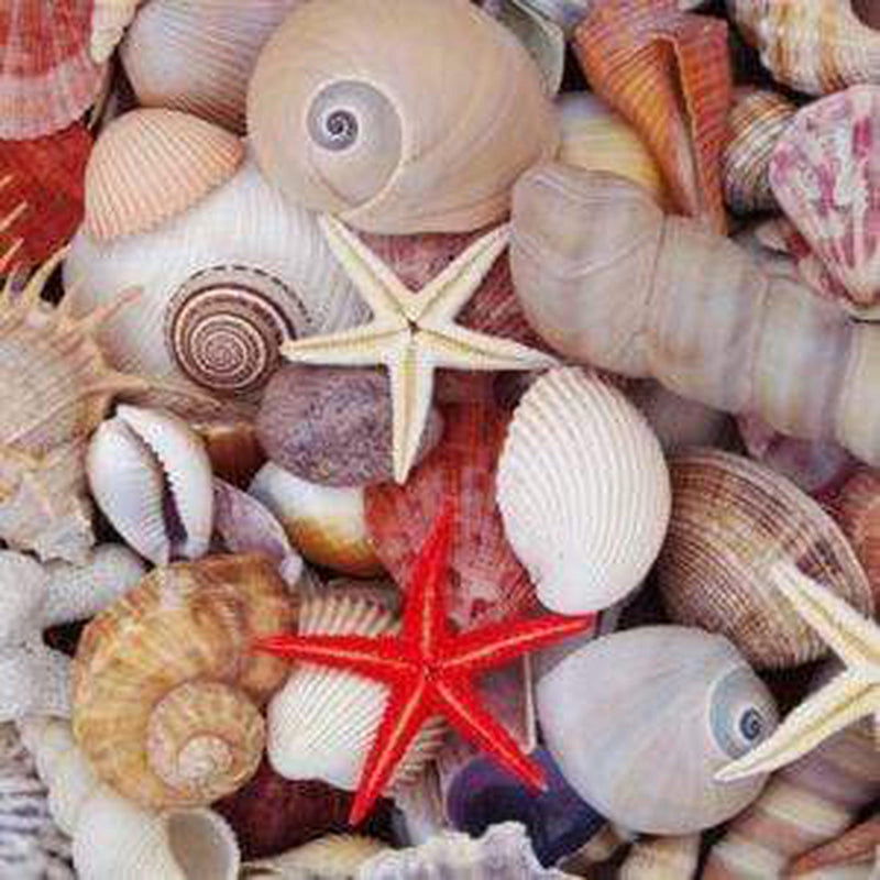 Seashell Treasures puzzle