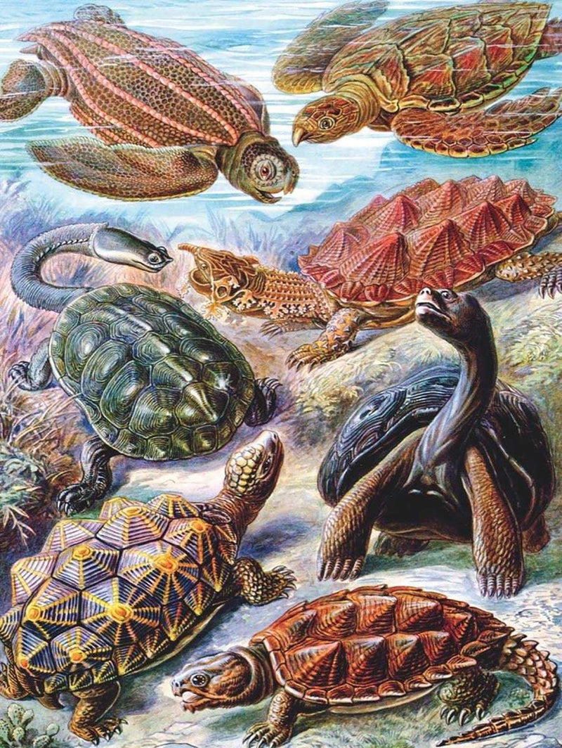 Turtles Puzzle